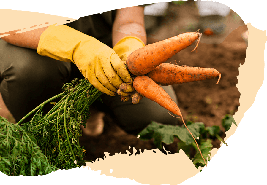 Agricus – Agriculture Farming WordPress Theme